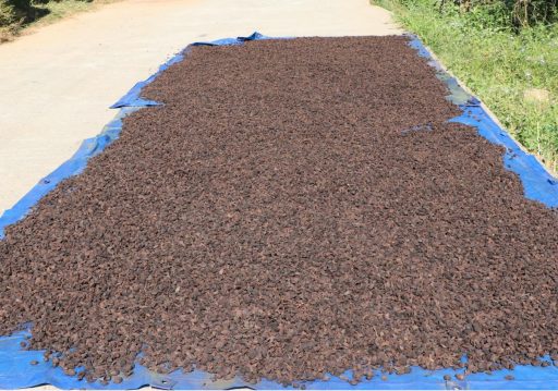 अलैँचीको मूल्य घट्यो, प्रतिमन ८० हजार रुपैँया