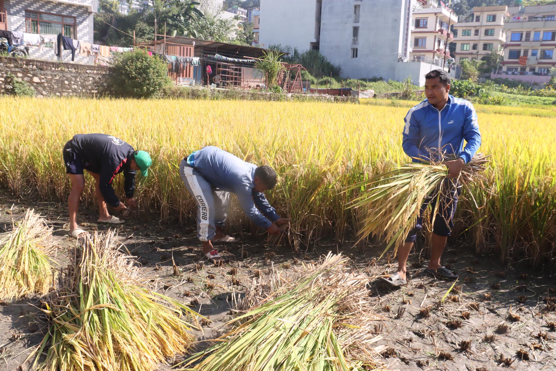 यसवर्ष पोखरामा धानको उत्पादन बढ्ने