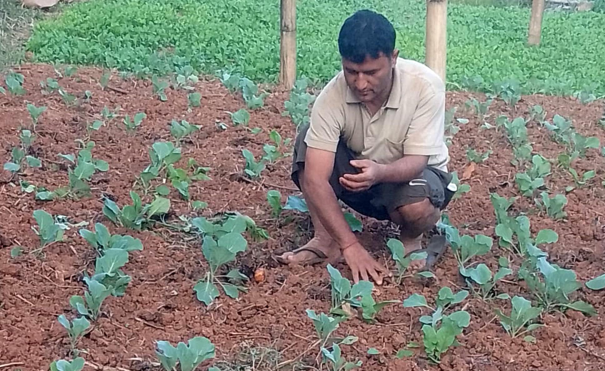 तानसेनमा व्यावसायिक कृषिमा युवाको आकर्षण