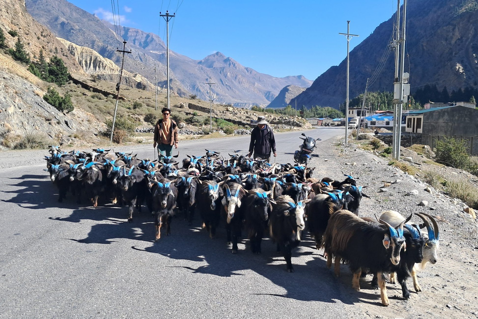तिहारका लागि मुस्ताङमा भेडाच्याङ्ग्रा बिक्री