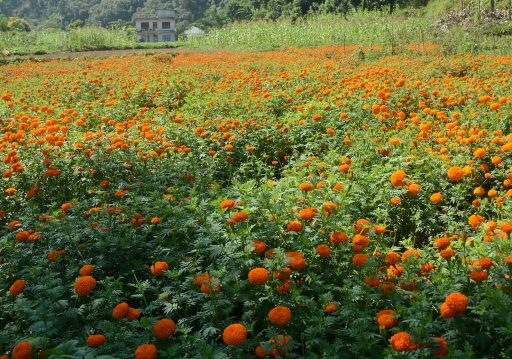 सयपत्री फूल बिक्री भएपछि किसान खुसी