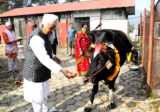 राष्ट्रपति पौडेलद्वारा गाई पूजा