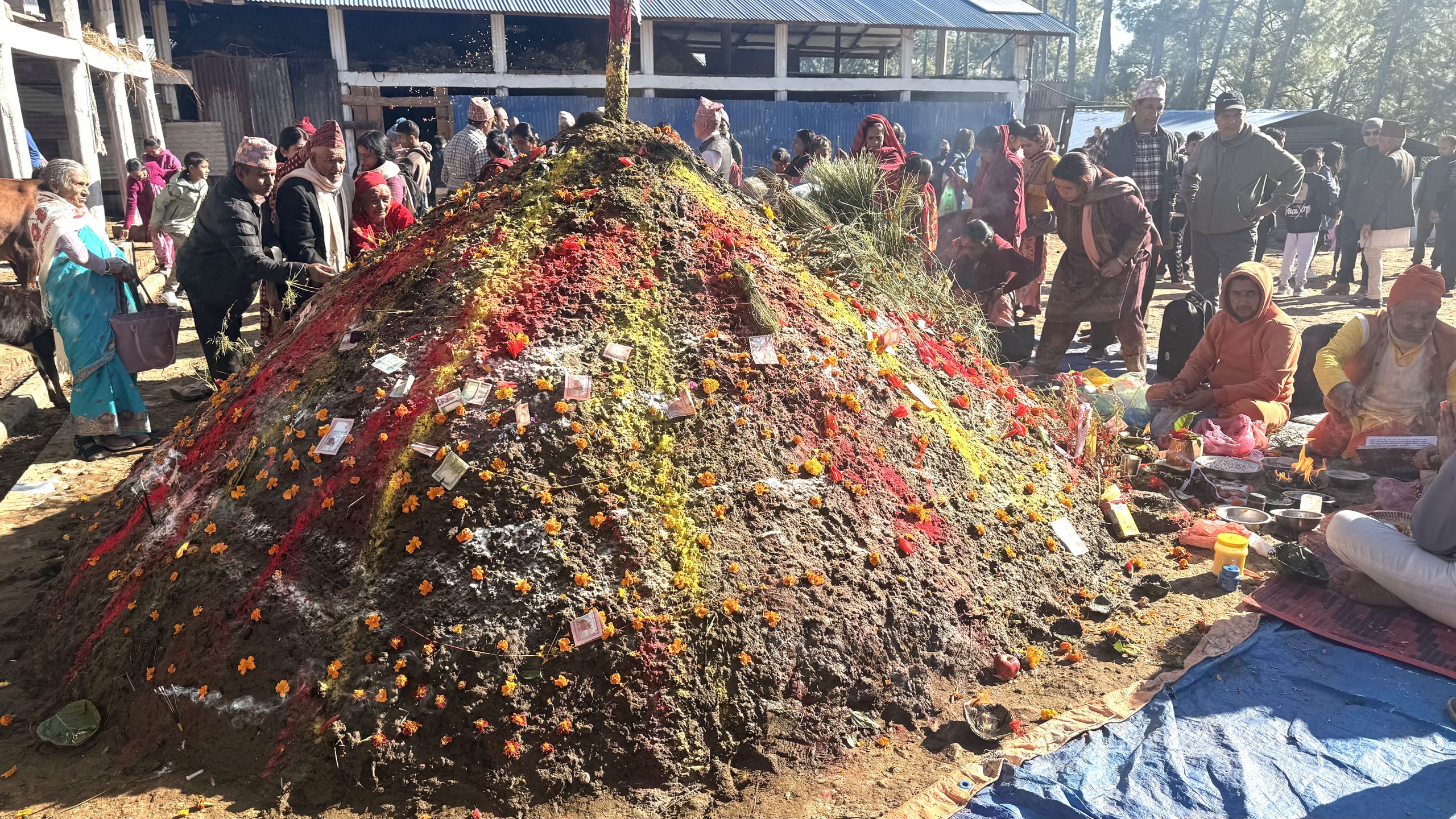 तिहारको पाँचौँ दिनः गरियो गोवर्द्धन, बलि, गोरु र हलि पूजा