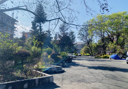 क्षतिग्रस्त सिंहदरबारका भवनमा रङरोगन, जलेका रुखहरुले हाल्दैछन् पालुवा
