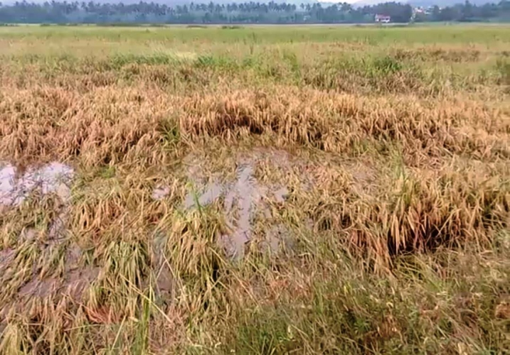 विशेष कृषि मौसम बुलेटिनः बालीनालीको उचित व्यवस्थापन गर्न सुझाव