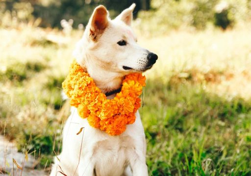 तिहारको तेस्रो दिन : नरक चतुर्दशी, कुकुर तिहार