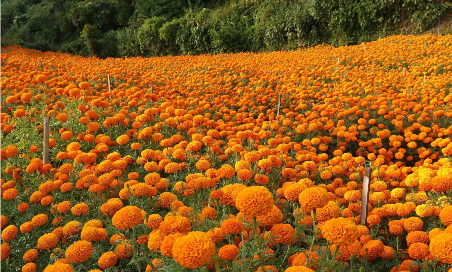 फूलखेतीमै रमाएका कृषकहरु