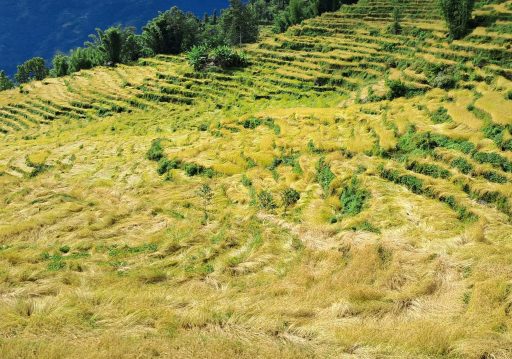 खोटाङमा ७० प्रतिशत धानबालीमा क्षति