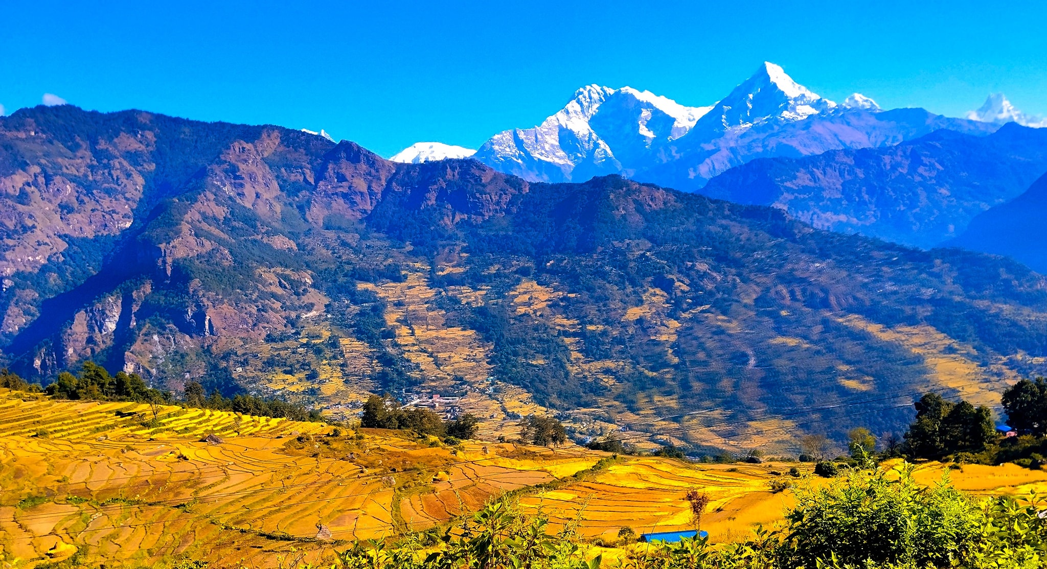 उन्नत जातका धानखेतीतर्फ आकर्षण