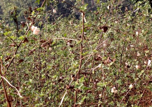 परम्परागत कपास खेती प्रवर्द्धन गर्दै अरुण गाउँपालिका