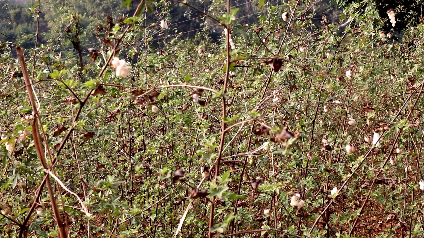 परम्परागत कपास खेती प्रवर्द्धन गर्दै अरुण गाउँपालिका