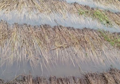 वर्षाले धानबालीमा क्षति भएपछि किसान चिन्तित