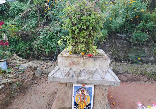 आज हरि बोधिनी एकादशी: घरमा रोपिएको तुलसीलाई दामोदरसँग विवाह गरिँदै