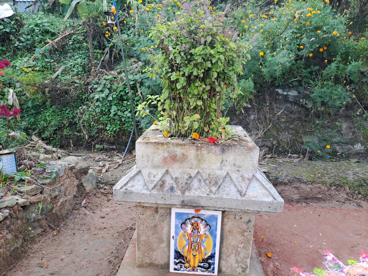 आज हरि बोधिनी एकादशी: घरमा रोपिएको तुलसीलाई दामोदरसँग विवाह गरिँदै