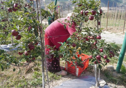 मुस्ताङमा स्याउको उत्पादन घट्यो, आम्दानी बढ्यो