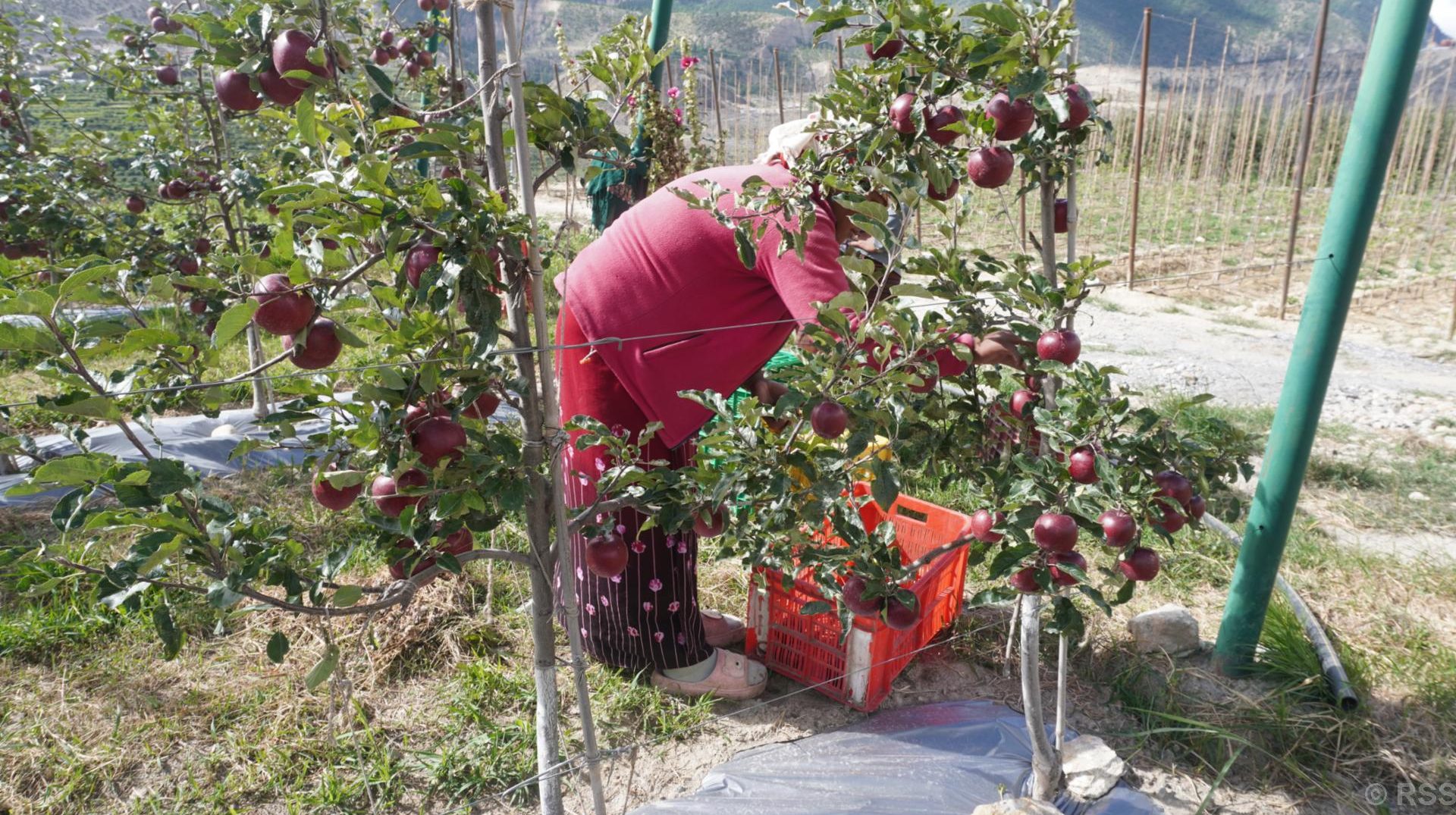 मुस्ताङमा स्याउको उत्पादन घट्यो, आम्दानी बढ्यो