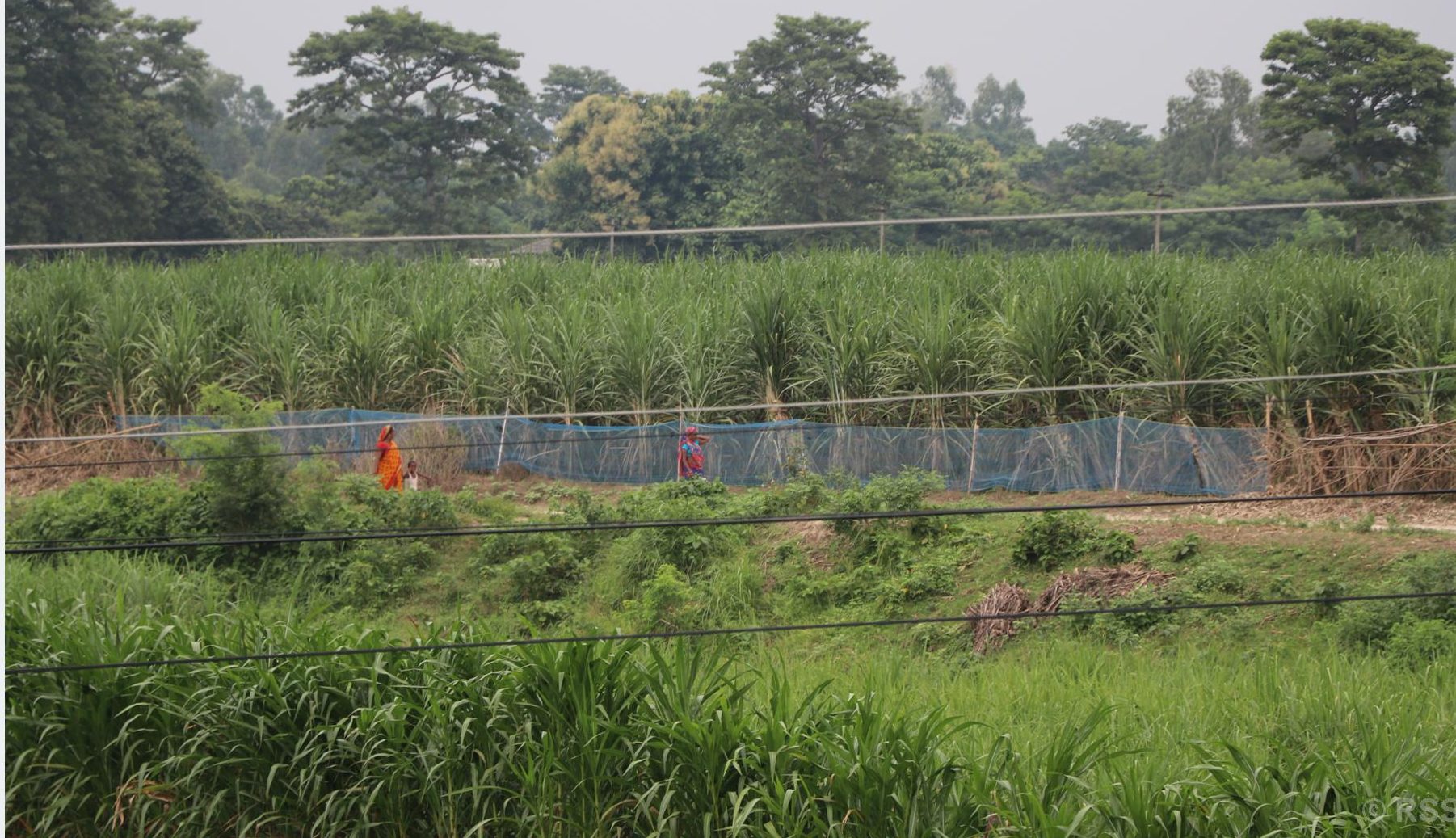 गुलियो उखुखेतीको अमिलो कथा