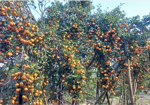 सिन्धुलीमा तीनदिने ‘जुनार महोत्सव’ सुरु
