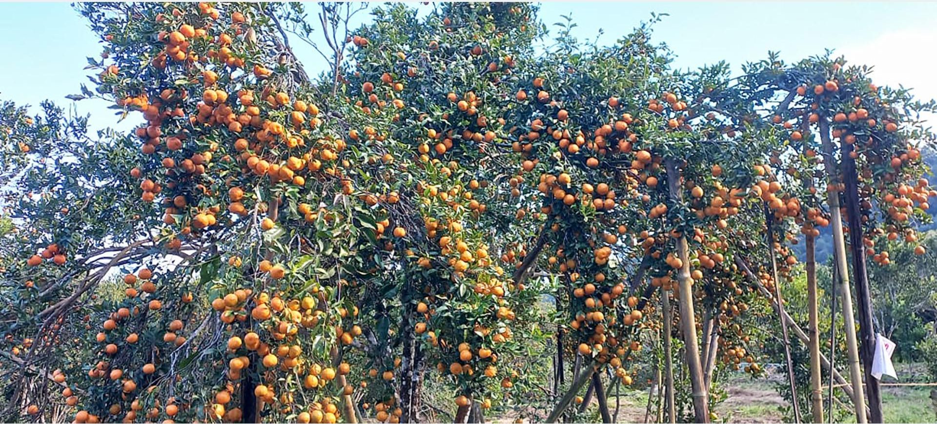 सिन्धुलीमा तीनदिने ‘जुनार महोत्सव’ सुरु