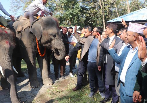 कतार पठाउन लागेका दुई हात्तीको बिदाइ