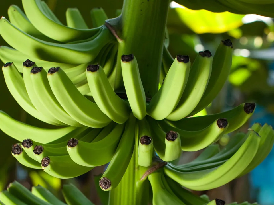 केराखेतीमा ‘टिआर फोर’ को सङ्क्रमण