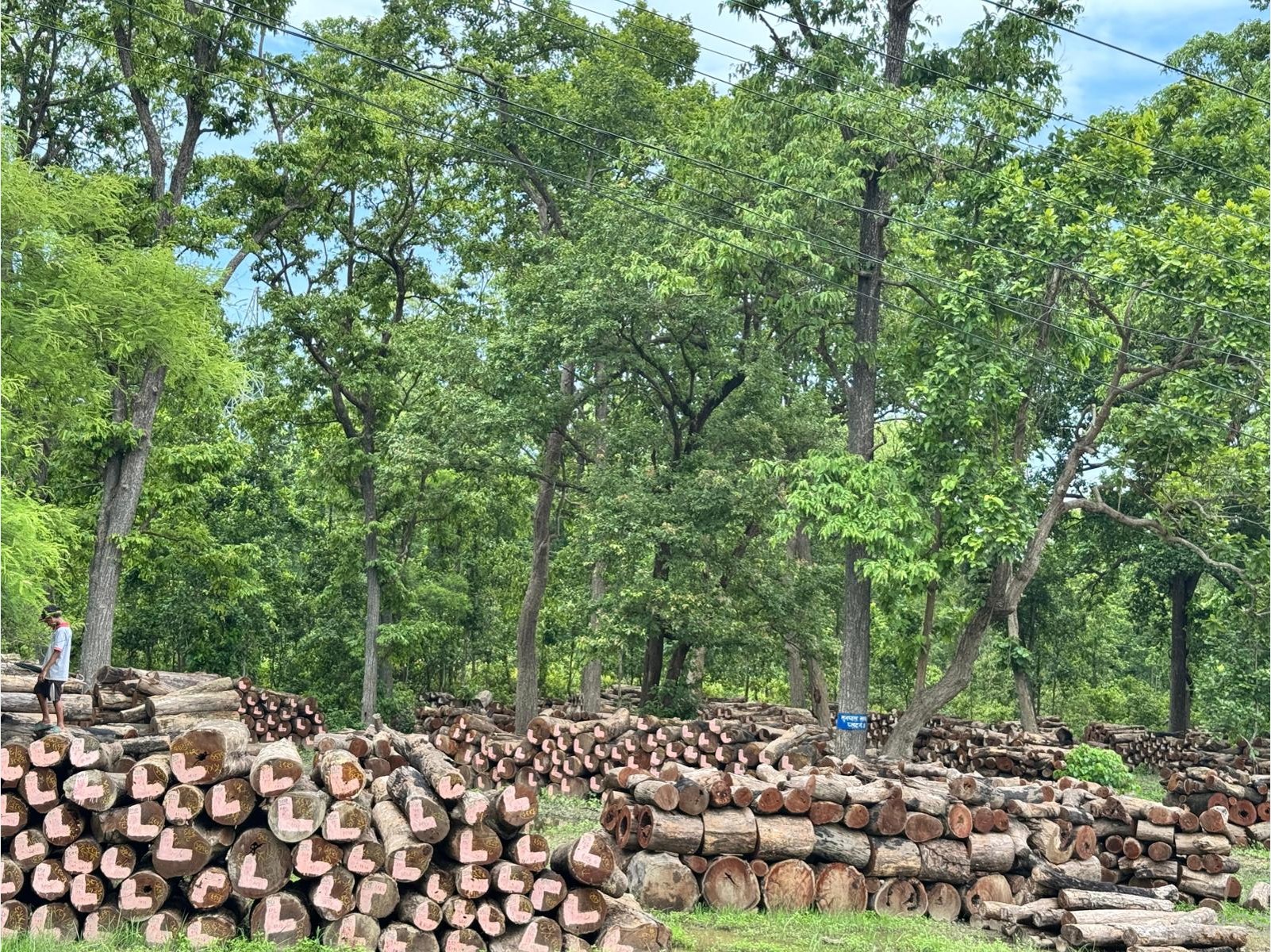 घाटगद्दीमै थन्कियो एक लाख क्यूफिट बढी काठ