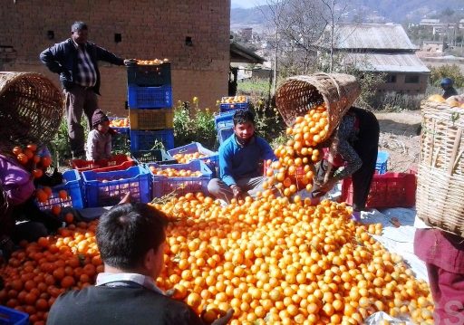 काभ्रेपलाञ्चोकमा सुन्तला उत्पादन १० प्रतिशतले बढ्ने प्रक्षेपण