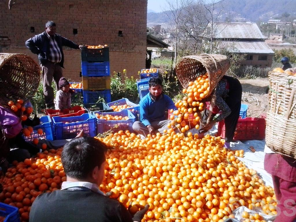 काभ्रेपलाञ्चोकमा सुन्तला उत्पादन १० प्रतिशतले बढ्ने प्रक्षेपण
