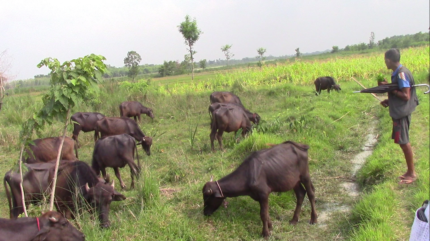 राँगापालक किसानलाई प्रति राँगा रु १० हजार प्रोत्साहन रकम अनुदान