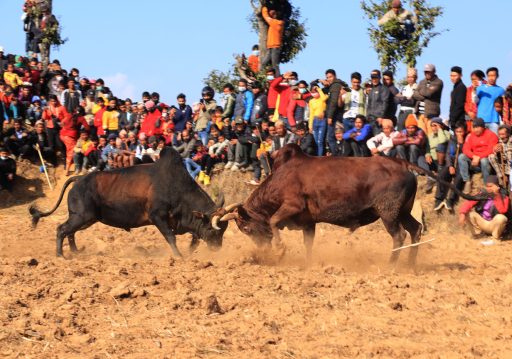 धादिङमा जुधाइयो एक सय हल गोरु